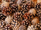 Pine Cone Background