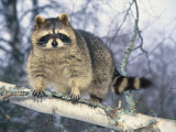 Montana  Raccoon