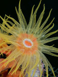 Tubastraea Coral Polyp Detail  Indonesia
