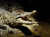 Cuban Crocodile  Bronx Zoo  NY