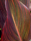 Canna Leaf  Close-up