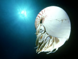 Nautilus  Papua New Guinea