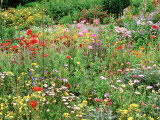 Annual Border with Papaver  Osteospermum  Gazania  Oenothera & Verbena  August  Devon