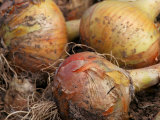 Onion Centurion (Onion Sets)  Round Golden Vegetables with Roots and Placed on the Ground