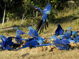 Hyacinth Macaws  Flock of Parrots Eating Brazil Nuts  Brazil