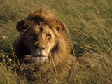 Lion in Long Grass  Masai Mara National Park  Kenya