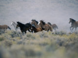 Wild Horses Running in the High Desert