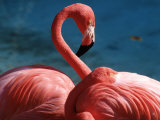 Pink Flamingos