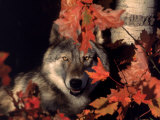 Gray Wolf Peeks Through Leaves  Canis Lupus