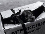 Puppy for Sale at a Flea Market  Moscow  Russia