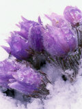 Pasqueflower  Anemone Patens  Growing in Snow
