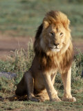 Male Lion  East Africa