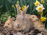 Palomino Rabbits