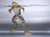 Bullfrog  Louisville  CO