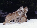 Gray Wolves Cuddling and Playing