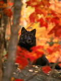 Black Timber Wolf Behind Autumn Foliage