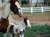 One Day Old Horse with Mother