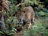 Jaguar Walking Through the Forest  Belize