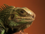 Iguana