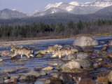 Wolves in Stream with Rocks  MT