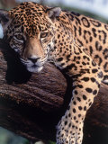 Jaguar Lying on a Tree Limb  Belize