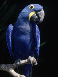 Hyacinth Macaw (Anodorhynchus Hyacinthus)