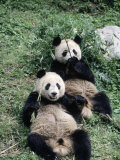 Giant Panda Bears Lying in the Grass  China