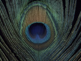 Close-up of a Peacock Feather