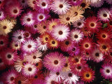 Asters