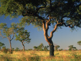 Acacia Trees  Kruger National Park  South Africa
