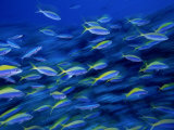 School of Fish