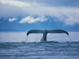 Humpback Whale Tail