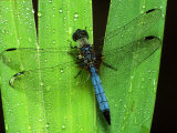 Dragonfly on a Leaf