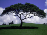 Shade Tree on Grassy Hill