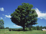 A Sugar Maple Tree in the Summer  Vermont