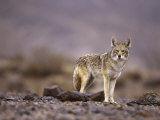 Coyote  Canis Latrans