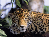 Jaguar in Natural Habitat  Belize
