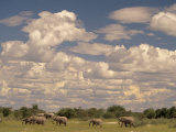 Herd of Elephants  Etosha National Park  Namibia