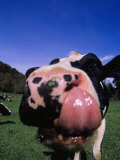 Close-up of a Holstein Cow's Mouth and Tongue