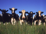 Holstein Dairy Cows  WI