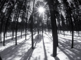 Trees and Shadows  Summit County  CO