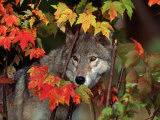 Gray Wolf Peeking Through Leaves