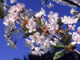 Close-up of Cherry Blossom Branch