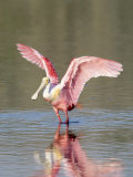 Roseate Spoonbill  Ding Darling Nwr  FL