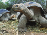 Galapagos Giant Tortoises  Ecuador