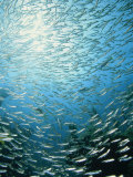 School of Reef Silverside Fish