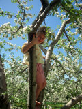 Girl in Tree in Apple Orchard  Glastonbury  CT