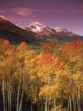 Autumn Aspen Colors  Mt Wilson  San Juan Nf  CO