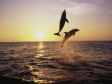 Bottlenose Dolphins in Mid-Air