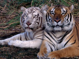 White Bengal Tigers